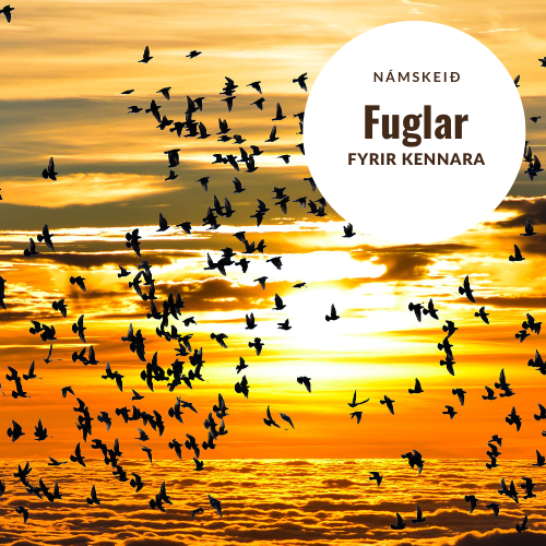 Fuglar. Fáanlegt sem starfsdagur.